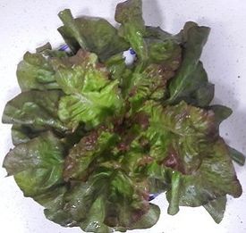 LE-YM5 Open Pollinated Branching Purple Leaf Lettuce Seeds (LE-YM5) 2