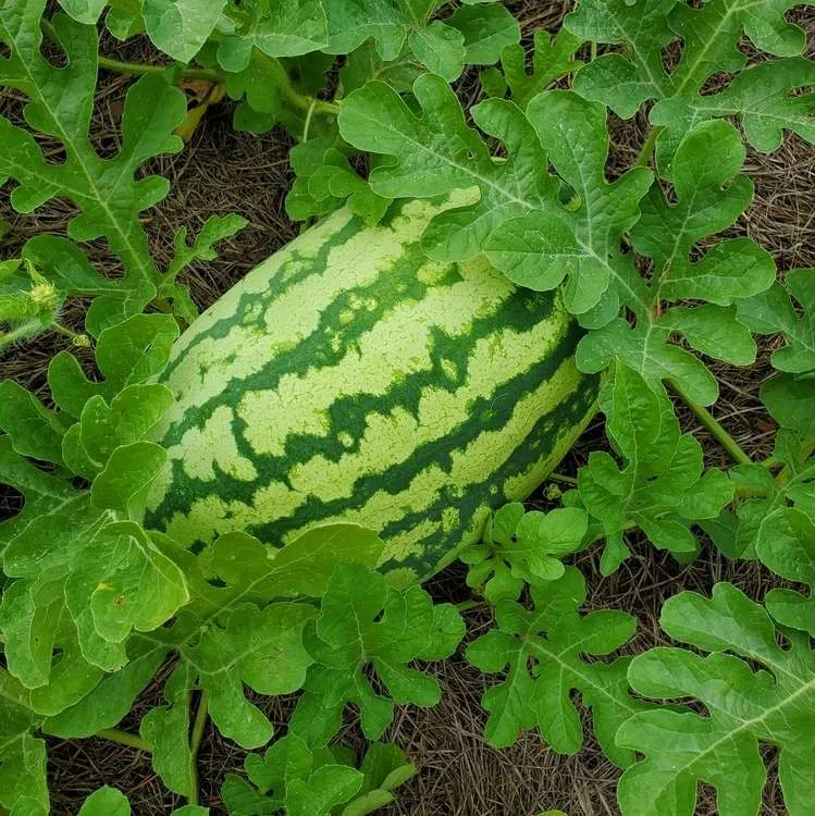 Long oval Green Watermelon F1 Seeds（ WA-262）（2）