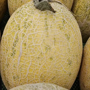 Semillas De Melón De Pulpa Naranja{0}}roja ME-80G